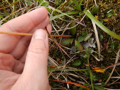 Micranthes hieraciifolia