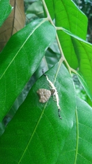 Phrynarachne ceylonica
