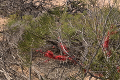 Hakea orthorrhyncha