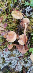 Hypholoma radicosum