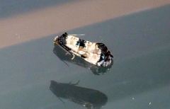 Neocochylis dubitana