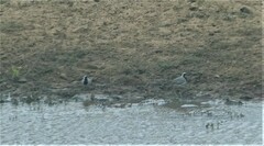 Oena capensis capensis