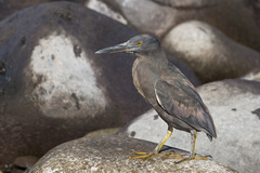 Butorides striata sundevalli