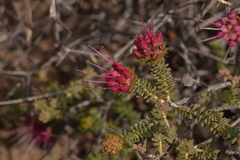 Darwinia oldfieldii
