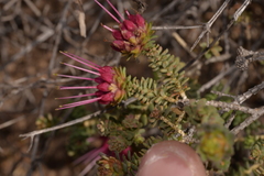 Darwinia oldfieldii