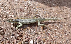 Bradypodion gutturale