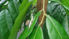 Phrynarachne ceylonica