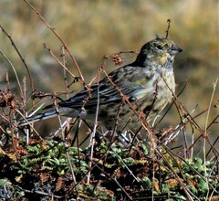 Melanodera xanthogramma