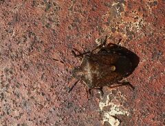 Peribalus strictus vernalis