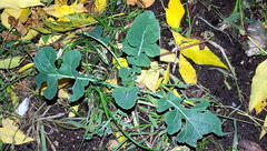 Brassicaceae