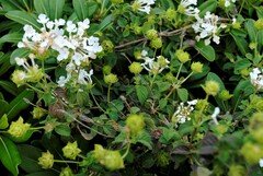 Lantana velutina