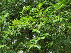 Ficus ampelos