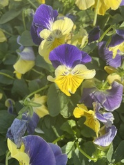 Viola tricolor