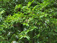 Ficus ampelos