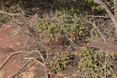 Darwinia oldfieldii