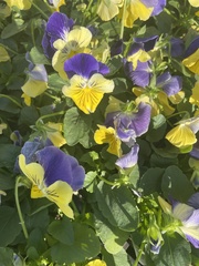 Viola tricolor