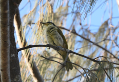 Gavicalis versicolor