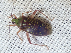 Taedia