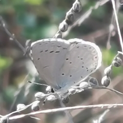 Celastrina argiolus