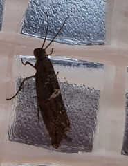 Acrolepiopsis assectella