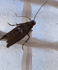 Acrolepiopsis assectella