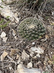 Mammillaria heyderi