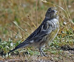 Melanodera xanthogramma