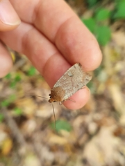 Conistra erythrocephala