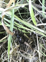 Steatoda paykulliana