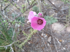 Sphaeralcea mendocina