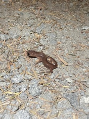 Ensatina eschscholtzii