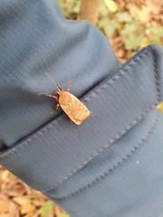 Conistra erythrocephala