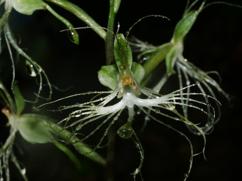 Habenaria polytricha iNat (3)