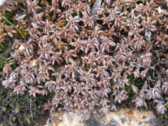 Sphagnum pylaesii