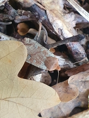 Conistra erythrocephala