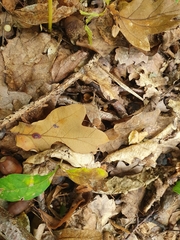 Conistra erythrocephala