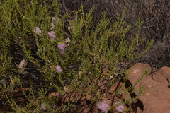 Melaleuca radula
