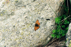 Boloria pales