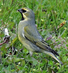 Melanodera xanthogramma