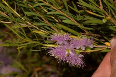 Melaleuca radula