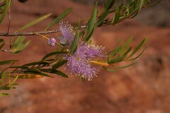 Melaleuca radula