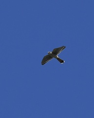 Falco sparverius image