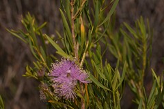 Melaleuca radula
