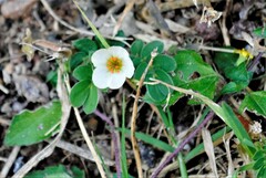 Kallstroemia rosei