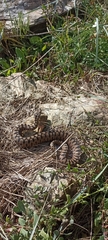 Vipera aspis