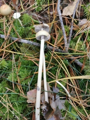 Protostropharia semiglobata