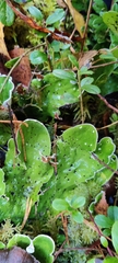 Peltigera aphthosa