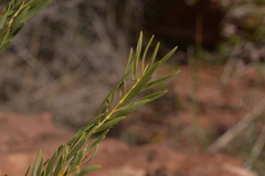 Melaleuca radula