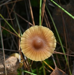Galerina paludosa