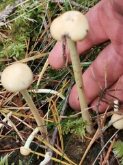 Protostropharia semiglobata